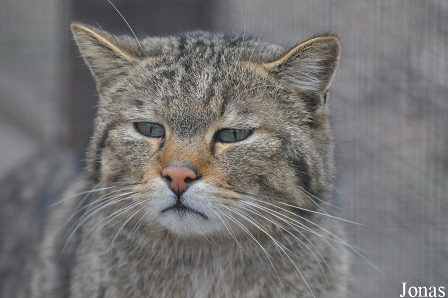 Felis silvestris silvestris