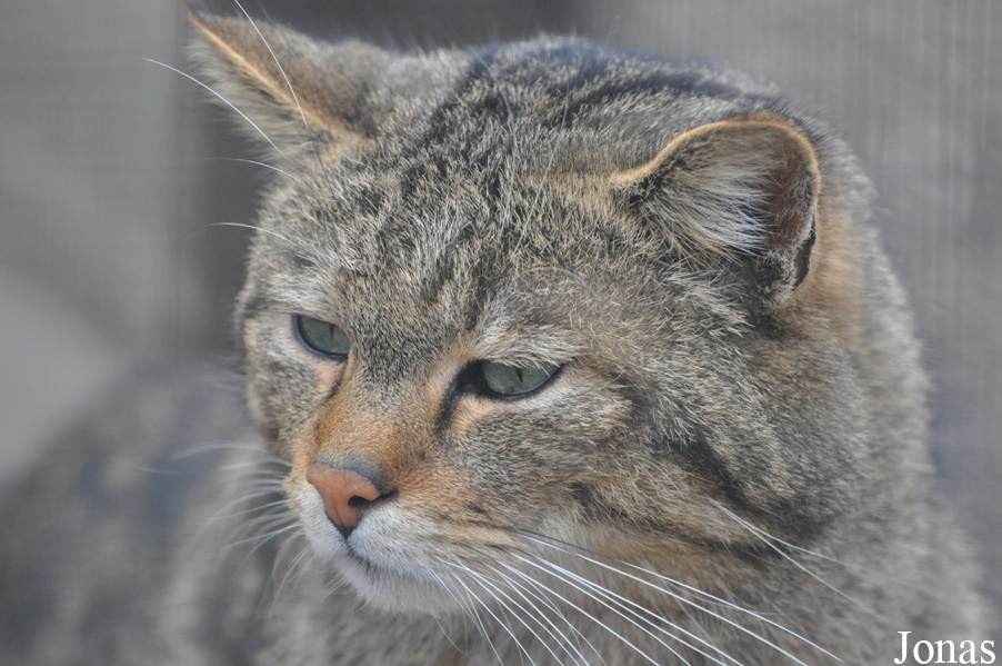 Felis silvestris silvestris