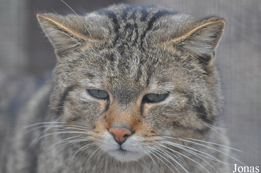 Felis silvestris silvestris