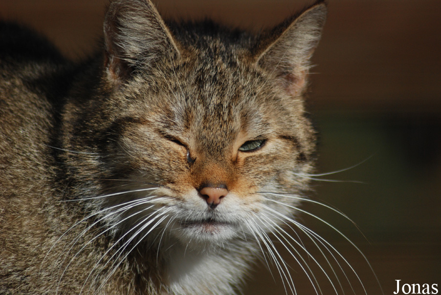 Felis silvestris silvestris