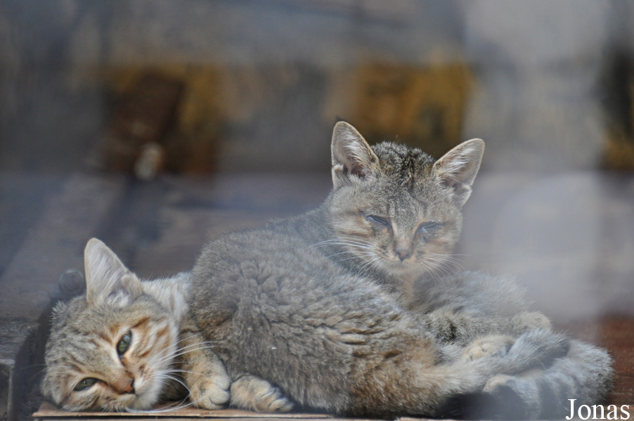 Felis silvestris tristrami