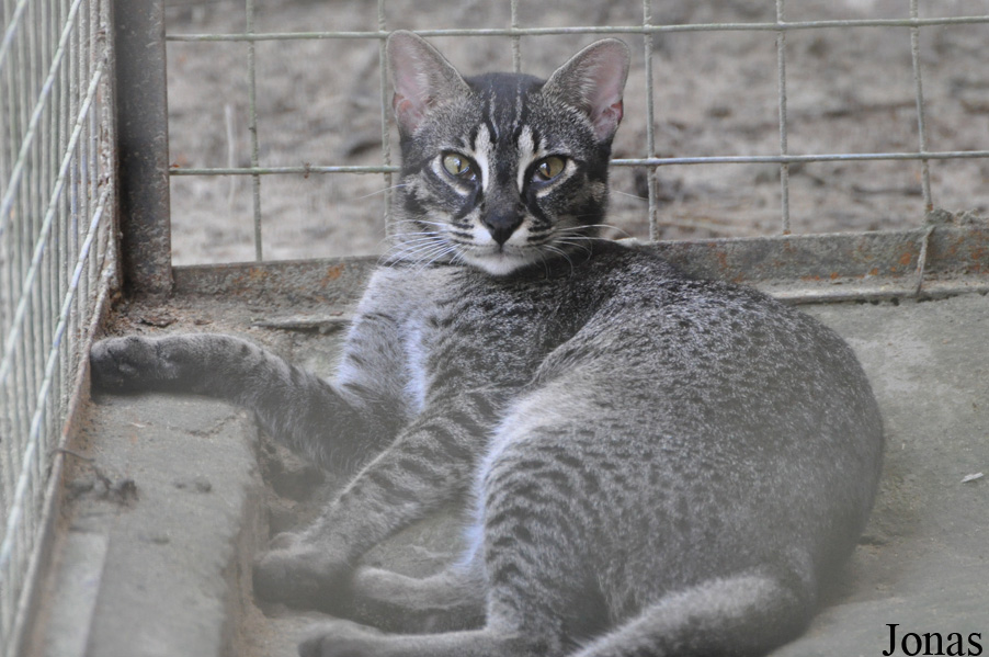 Felis silvestris catus x Prionailurus bengalensis bengalensis