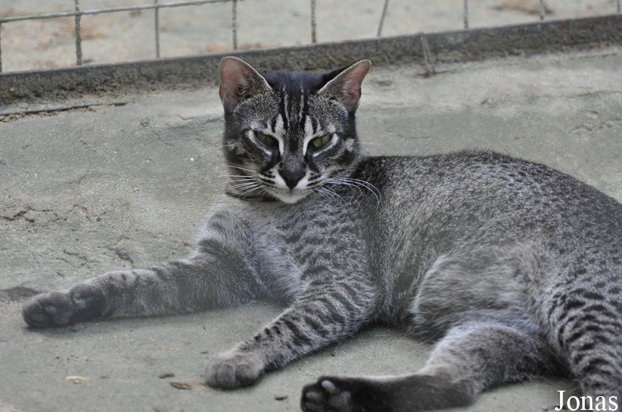 Felis silvestris catus x Prionailurus bengalensis bengalensis