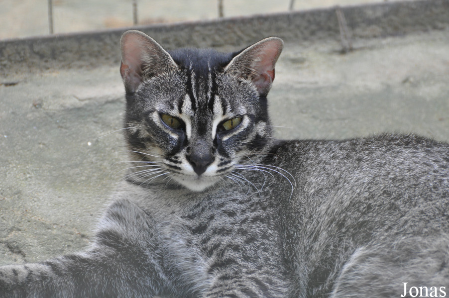 Felis silvestris catus x Prionailurus bengalensis bengalensis