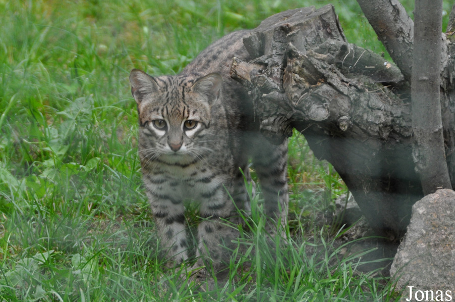 Leopardus geoffroyi