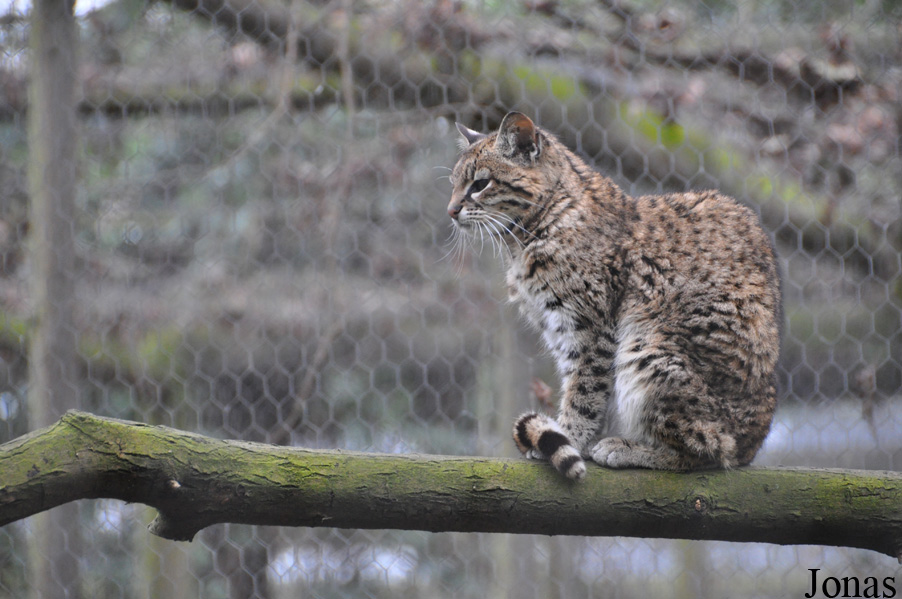 Leopardus geoffroyi