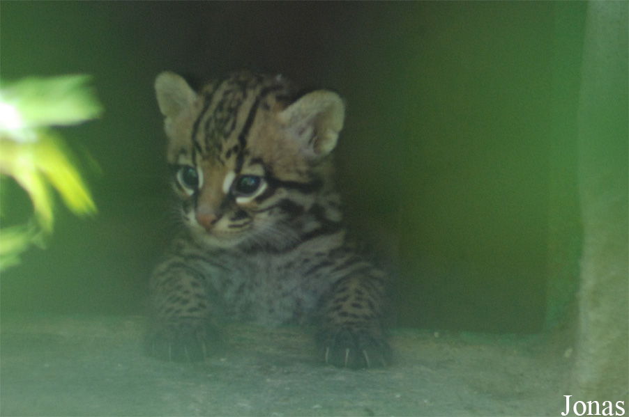 Leopardus pardalis