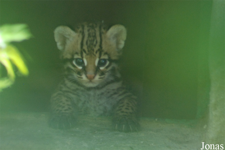 Leopardus pardalis