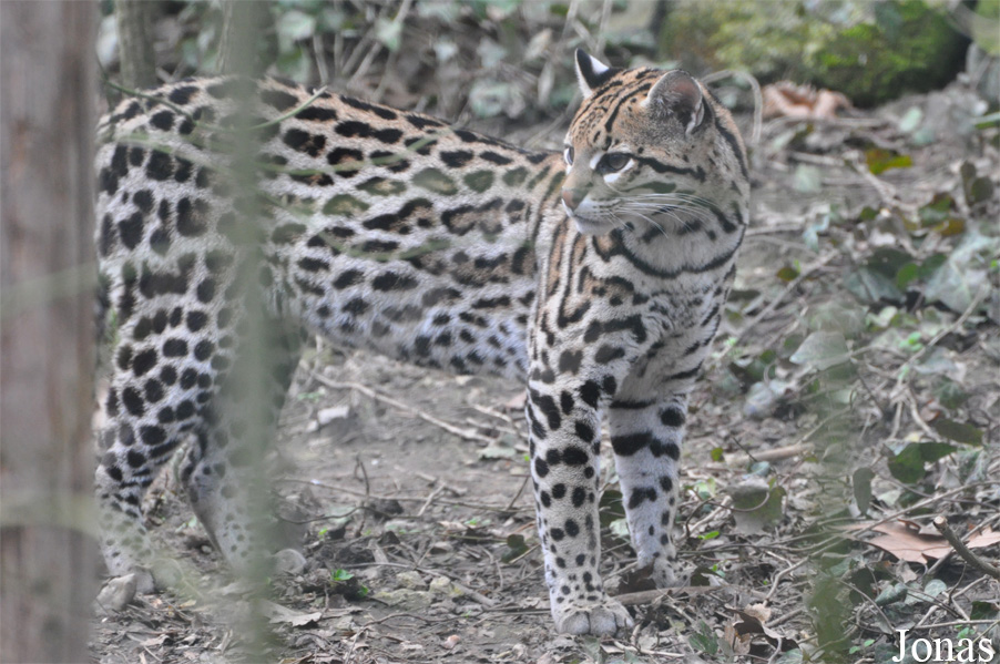 Leopardus pardalis