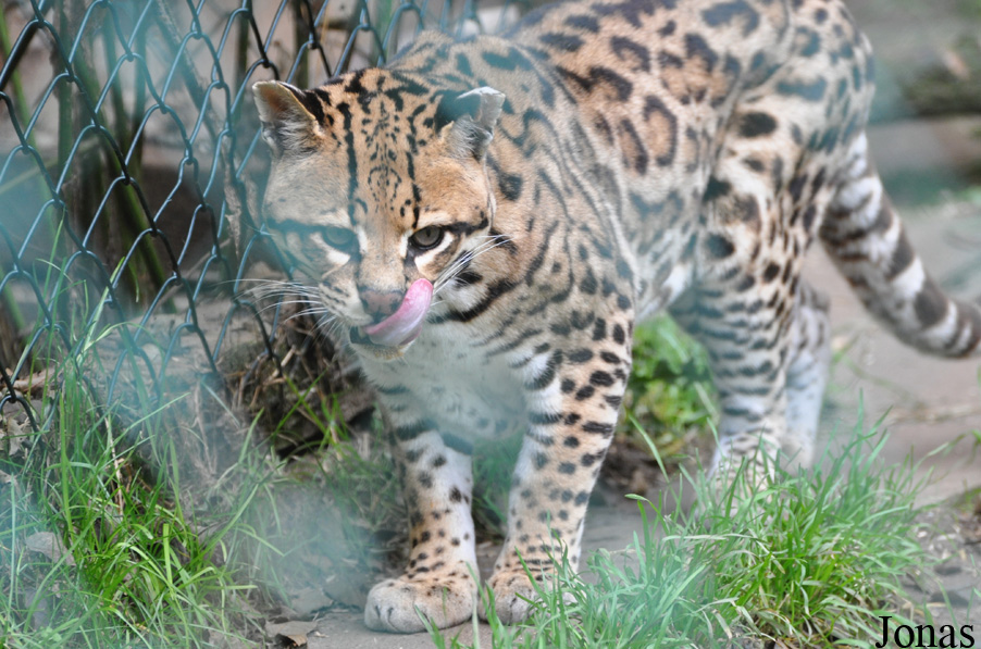 Leopardus pardalis