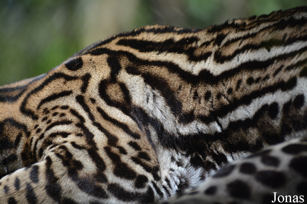 Leopardus pardalis