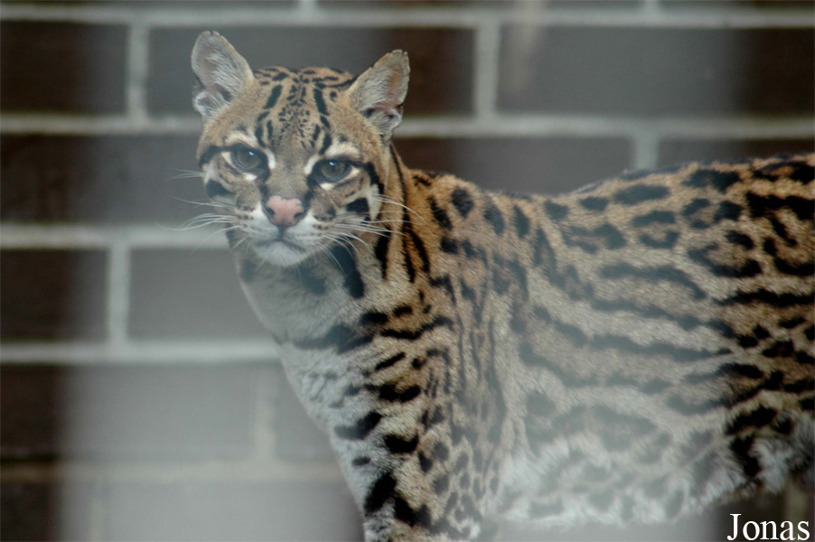 Leopardus pardalis