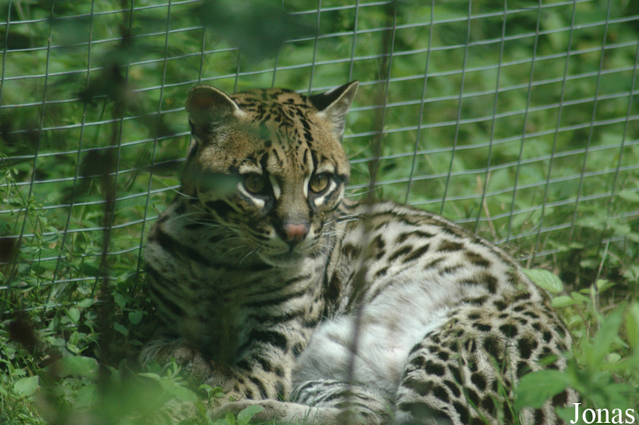 Leopardus pardalis