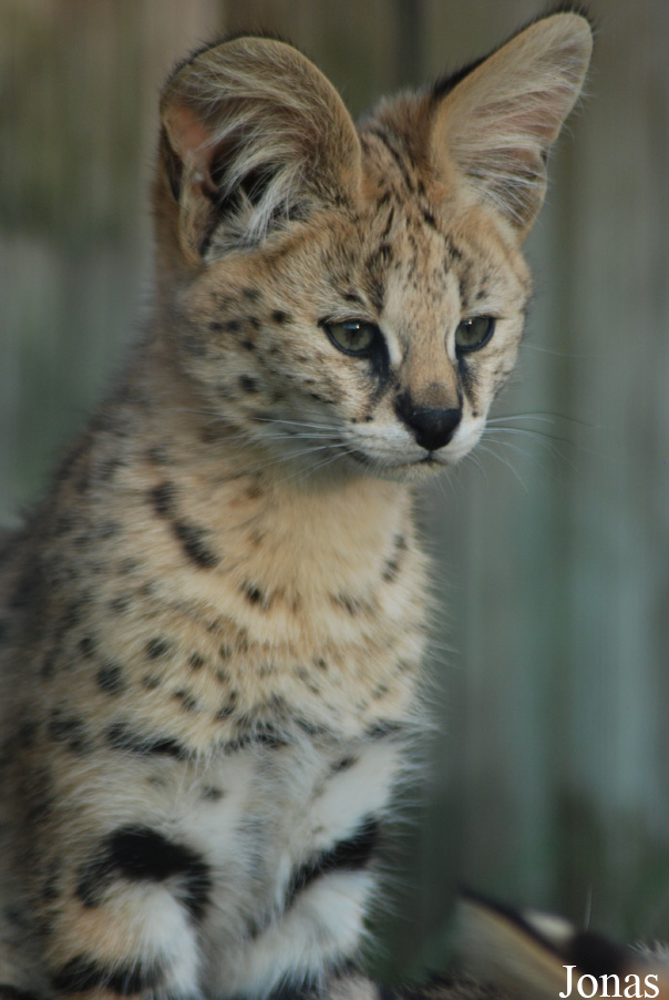 Leptailurus serval