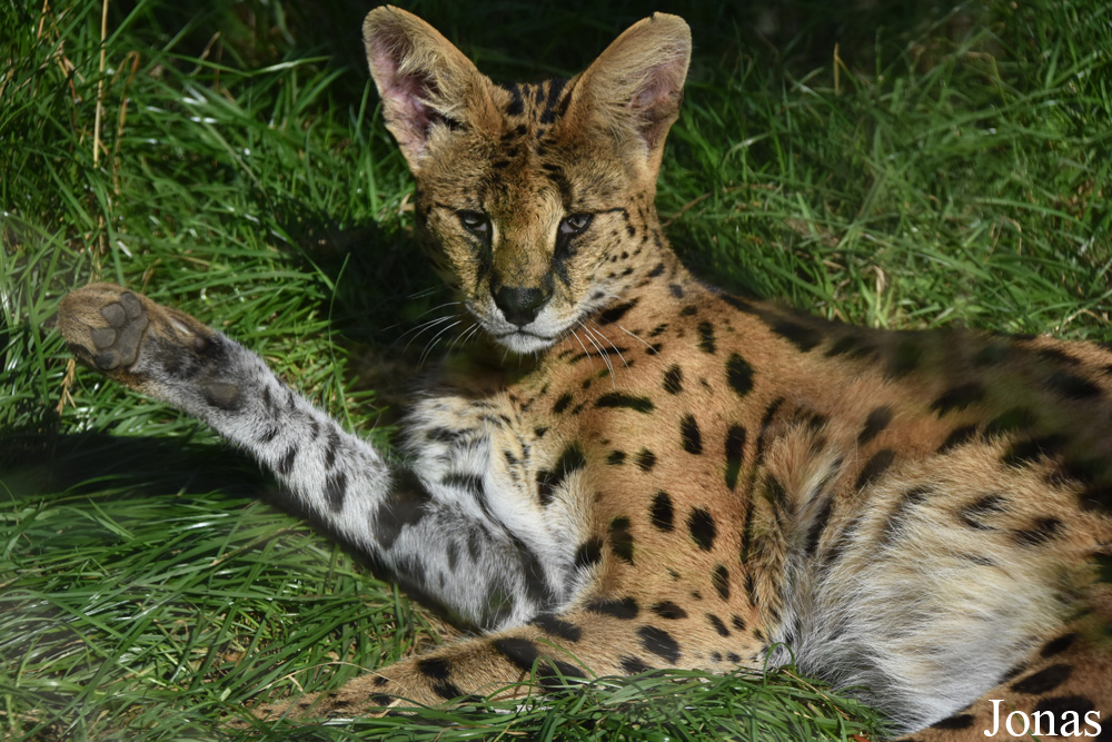 Leptailurus serval
