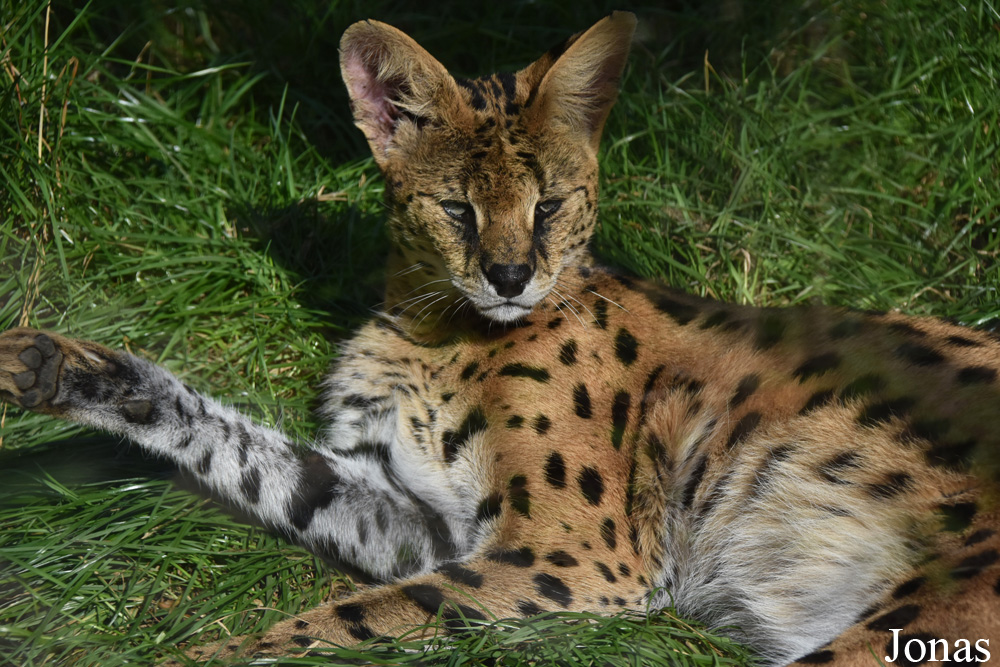 Leptailurus serval