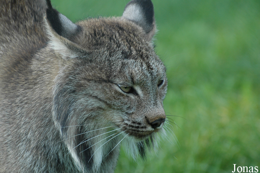 Lynx canadensis