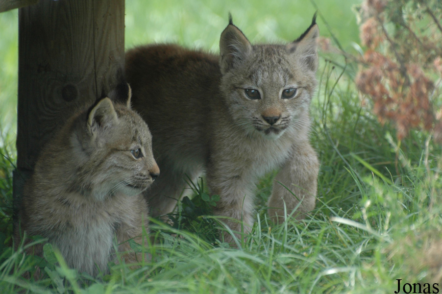 Lynx canadensis