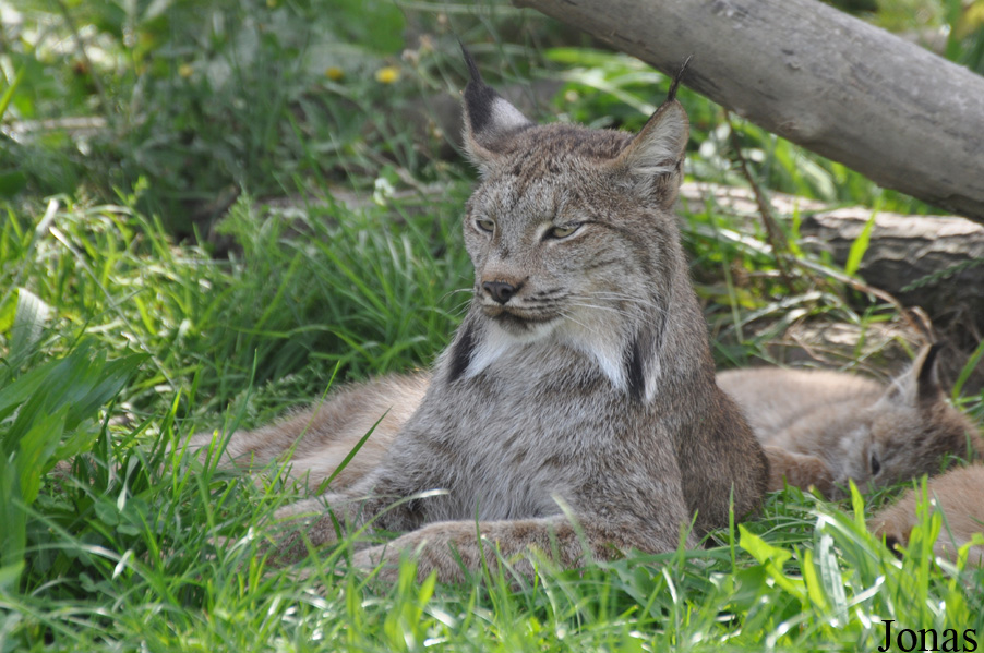 Lynx canadensis