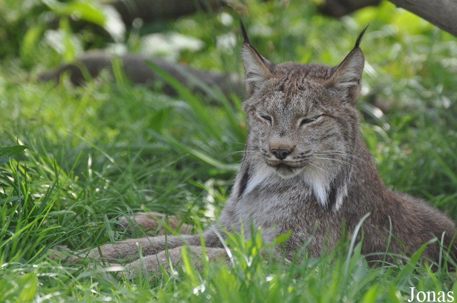 Lynx canadensis