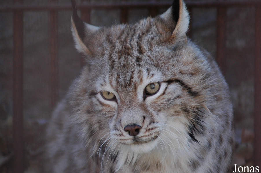 Lynx lynx