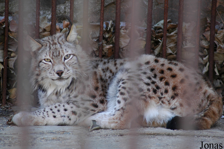 Lynx lynx