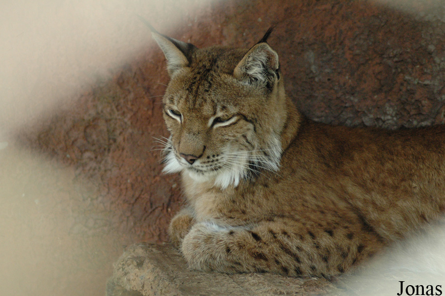 Lynx lynx