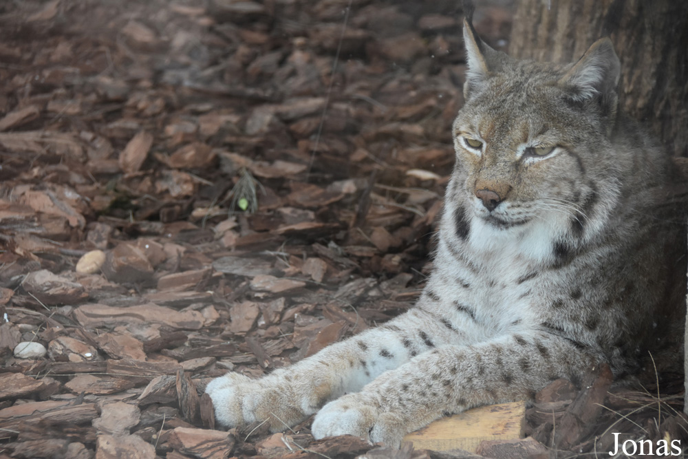 Lynx lynx