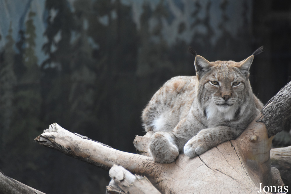 Lynx lynx