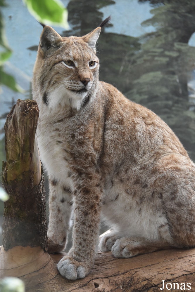 Lynx lynx