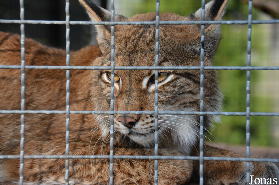 Lynx lynx