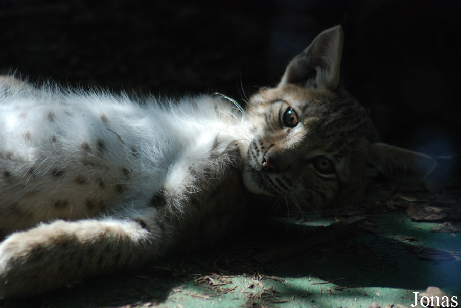 Lynx lynx