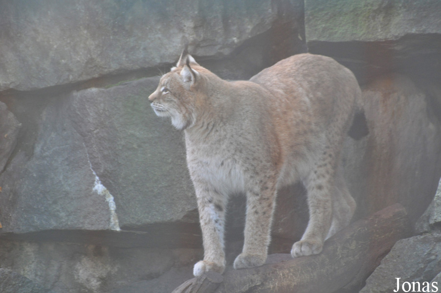 Lynx lynx isabellinus