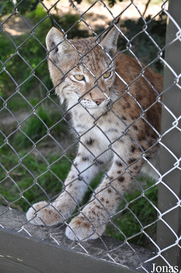 Lynx lynx lynx