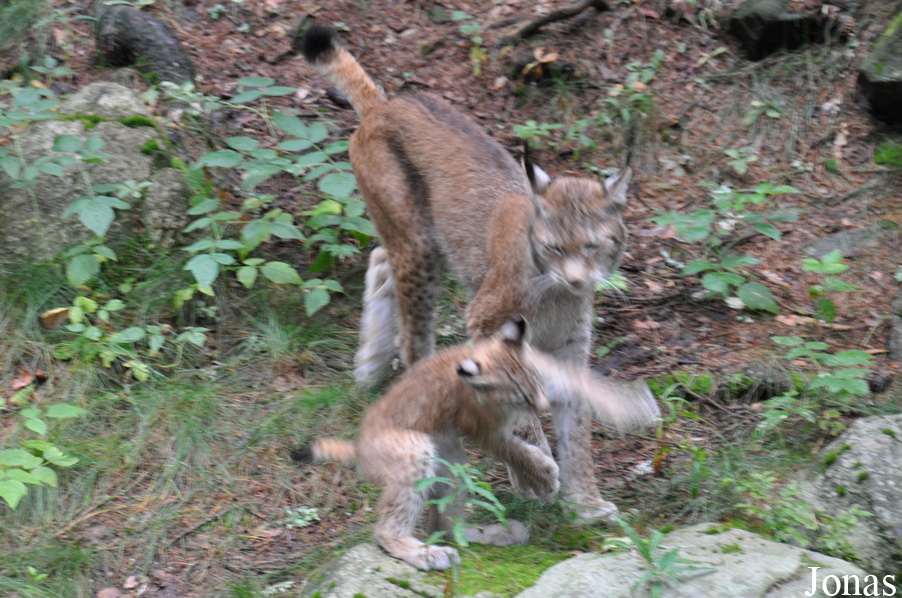 Lynx lynx lynx