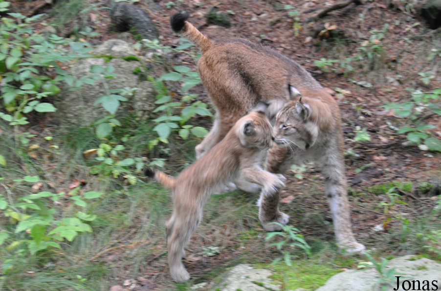 Lynx lynx lynx