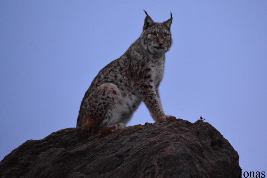 Lynx lynx lynx
