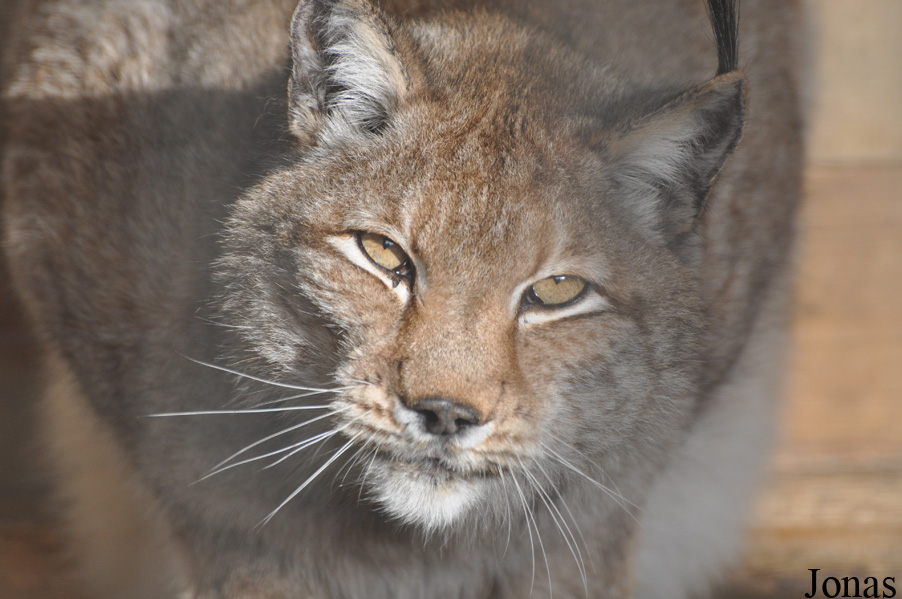 Lynx lynx lynx
