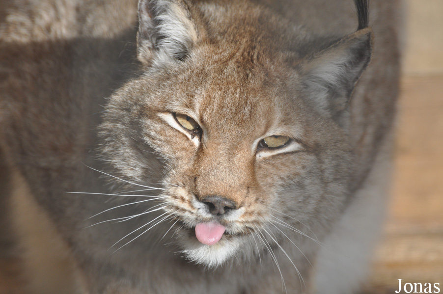 Lynx lynx lynx