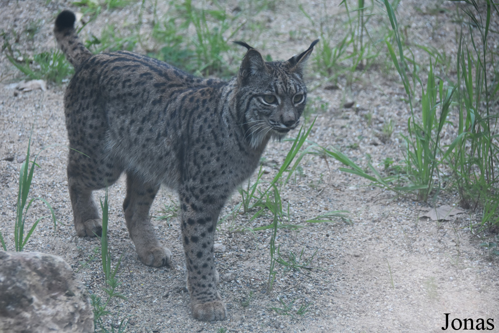 Lynx pardinus