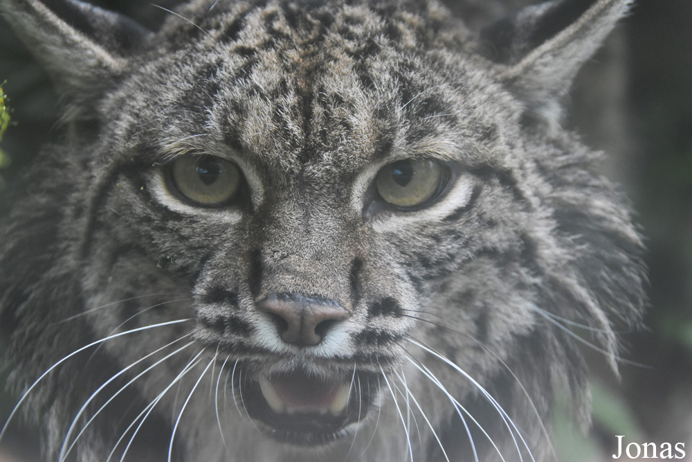 Lynx pardinus
