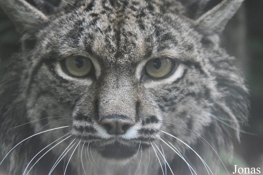 Lynx pardinus