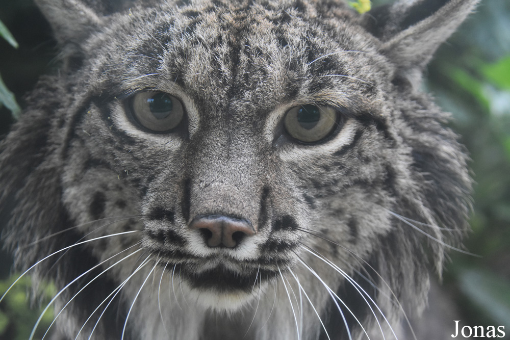 Lynx pardinus