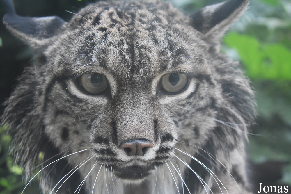 Lynx pardinus