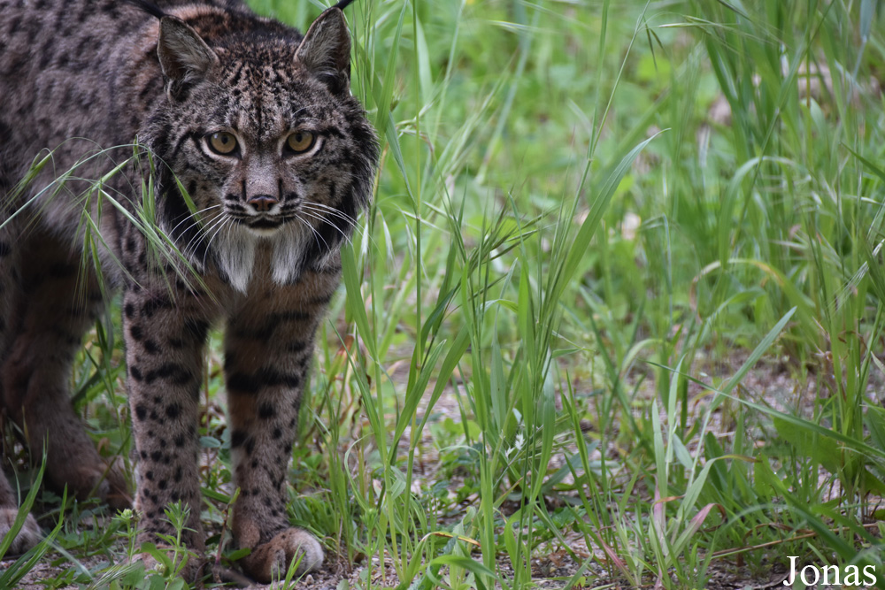 Lynx pardinus