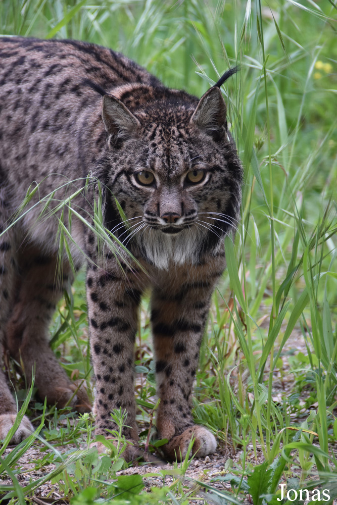 Lynx pardinus
