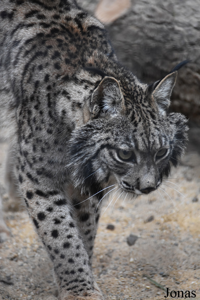 Lynx pardinus