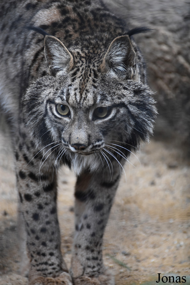 Lynx pardinus
