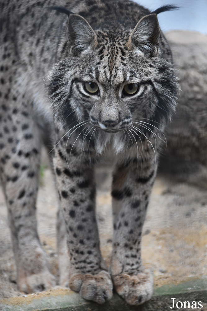 Lynx pardinus