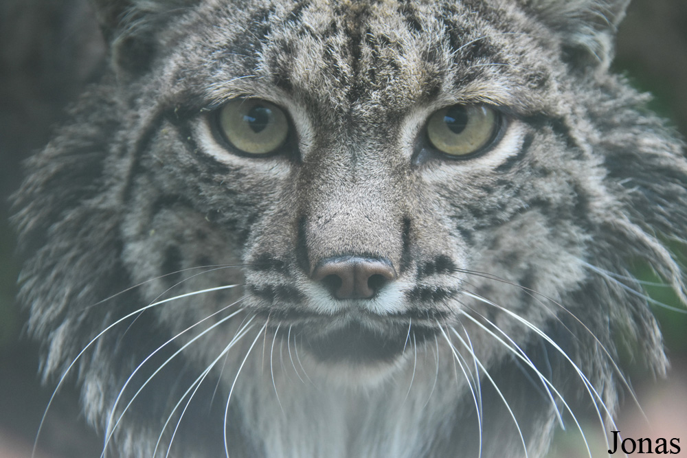 Lynx pardinus